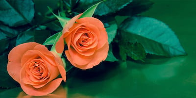 Roses on Reflective Surface