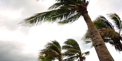 Palm Trees Blowing in Strong Wind