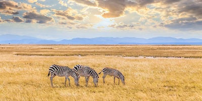 Kenya Trip Insurance - Safari Coverage