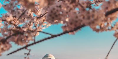 Travel Advice for the National Cherry Blossom Festival in DC